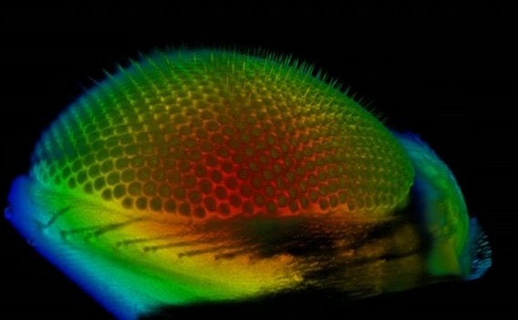 drosophila-eye-rotation.jpg