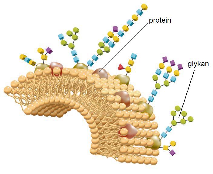 Separace N-glykanů na nové vícemodální koloně GlycanPac AXR-1 sep_01.jpg