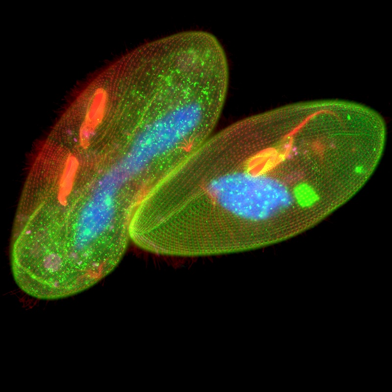 Fluorescenční snímek dvou jedinců trepky velké ( Paramecium caudatum ) (vlevo)