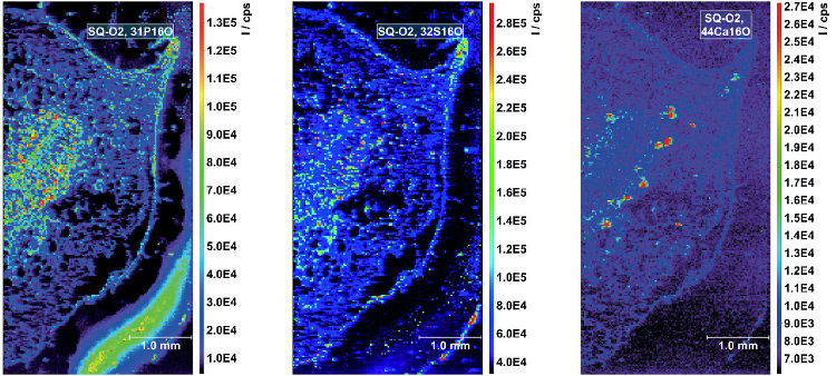 Obr. 4: Mapy distribuce prvků v příčném řezu řapíku listu tabáku získané pomocí LA-ICP-MS v módu SQ-O2 – vlevo 31P16O, uprostřed 32S16O a vpravo 44Ca16O.
