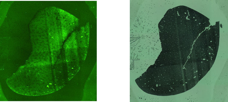 Obr. 10: Fluorescenčné (vľavo) a bright field mikroskopické obrázky tenkých rezov pečene krysy pre analýzy v móde KED (vľavo) a v TQ-O 2 móde