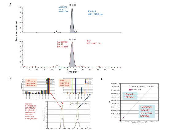 Obr. 3 – Porovnanie hodnoty signál/šum (S/N) v prípade full-scan a WiSIM-DIA usporiadania (A), výsledok databázového skríningu fragmentačných spektier 8 nejintenzívnejších iónov peptidu E.coli, pík v 16. min je kontaminant (B), kalibračná krivka jedného zo 14 izotopovo značených peptidov pridaných do matrice E.coli (C).