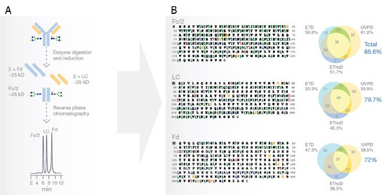 Obr. 2: Chromatografická separace tří segmentů (Fc/2, LC, Fd) monoklonální protilátky Rituximab (A) a následná identifikace jejich aminokyselinového složení pomocí analýzy UVPD, ETD a EThcD fragmentačních spekter, porovnání výtěžnosti v závislosti na použité fragmentační technice.