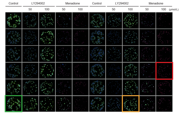 Obr. 3: Fluorescenční snímek 96jamkové mikrodestičky 24 hodin po přidání látek LY294002 nebo Menadionu (maximální projekce 3D obrazu) Obr.%203%20Fluorescen%C4%8Dn%C3%AD%20sn%