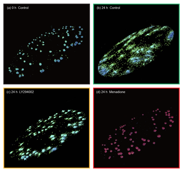 Obr. 4: Reprezentativní 3D fluorescenční snímky zobrazující Control v čase 0 h (a), kontrolu po 24 hodinách (b), 100 µmol/l LY294002 po 24 hodinách (c) a 100 µmol/l Menadionu po 24 hodinách (d) Obr.%204%20Reprezentativn%C3%AD%203D%20f