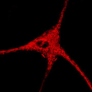 Mesenchymal Stromal Cells (MSCs) obarvené Rhodaminem, které jsou navázané na mitochondrie. 3D.