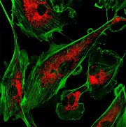 BPAEC buňky, mitochondrie a F-actin barvené MitoTracker Red a Alexa Fluor 488