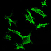 Buněčná linie 3T3 zafixovaná v paraformaldehydu. Aktin je obarvený ActinGreen™ 488 ReadyProbes™ Reagent. 