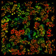 Fluorescence populace fotosyntetických buněčných kultur s využitím barviva SYBR® Green fluorescent DNA, efektu dosaženo v režimu 