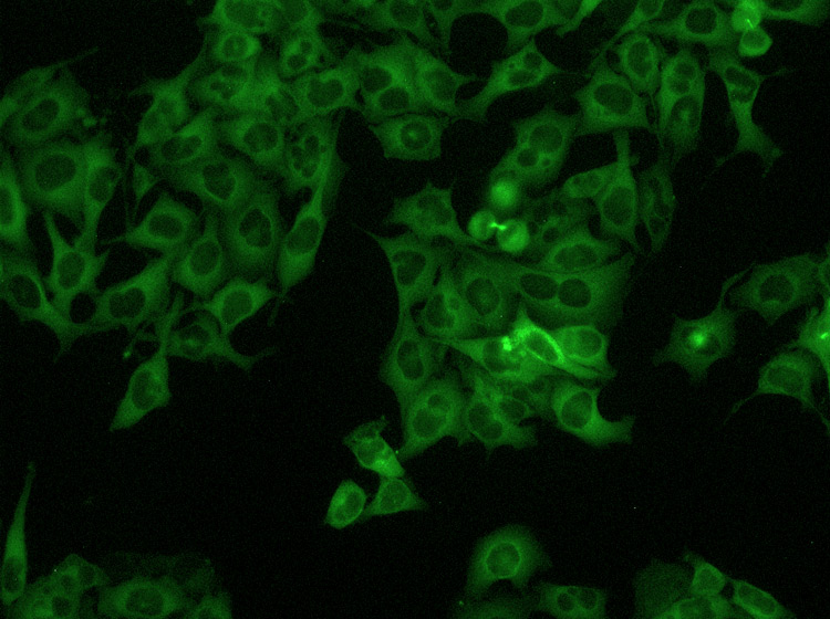 DM_IL_LED_Fluorescence_03.jpg