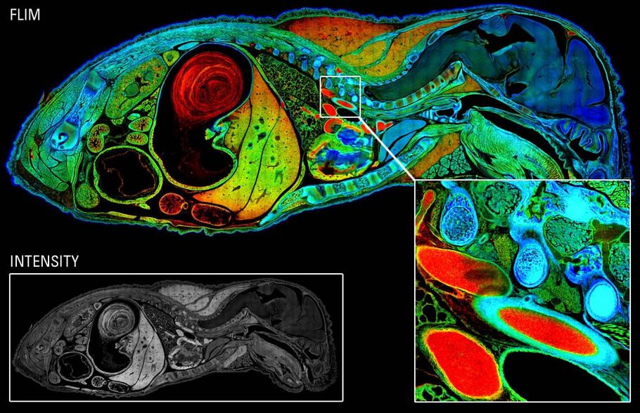 csm_Mouse-Embryo-ph3_19_1b71e6540e.jpg