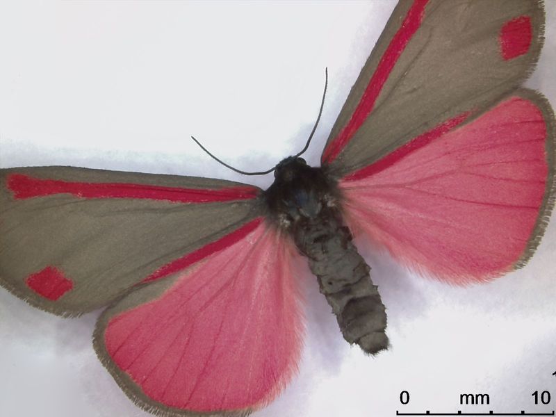 Leica_DVM6_004_cinnabar_moth_butterfly_L