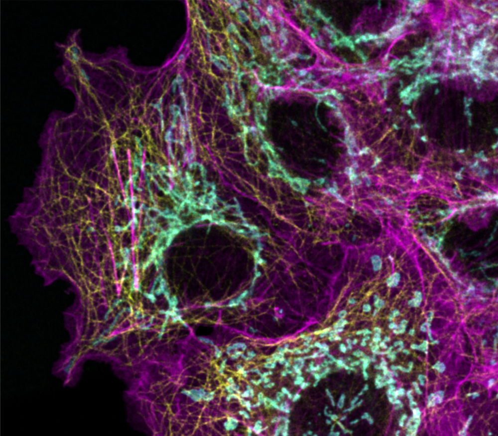 csm_Mitotic-cell-stellaris_01_80caee3db0