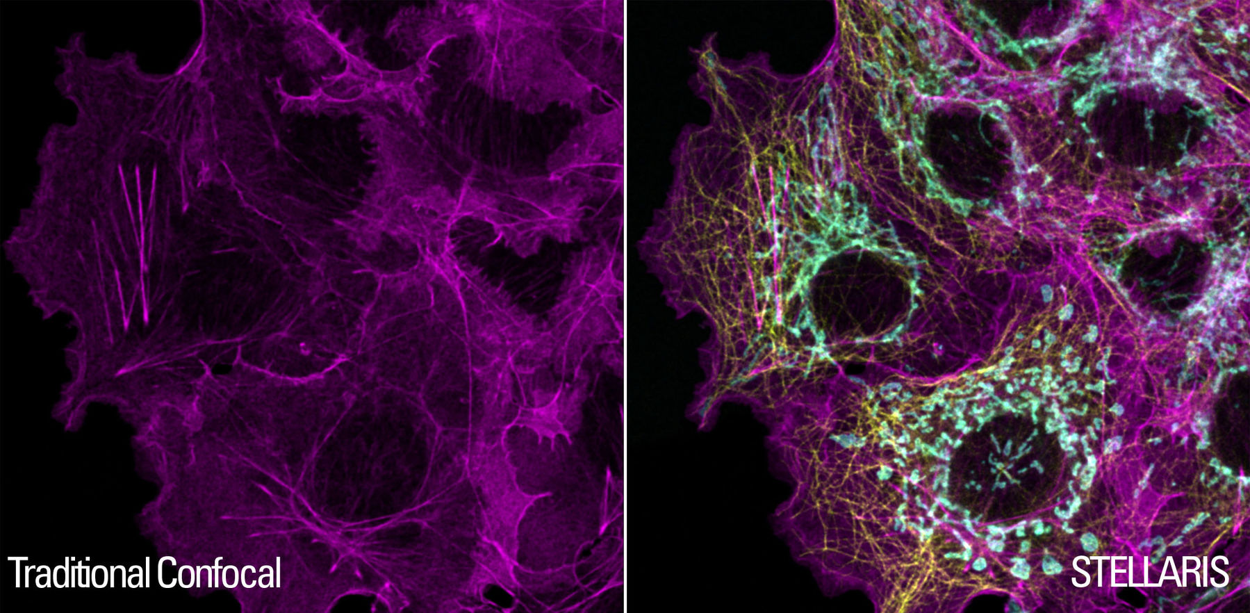 csm_detectors-cos7-cells_d32cf23faa.jpg