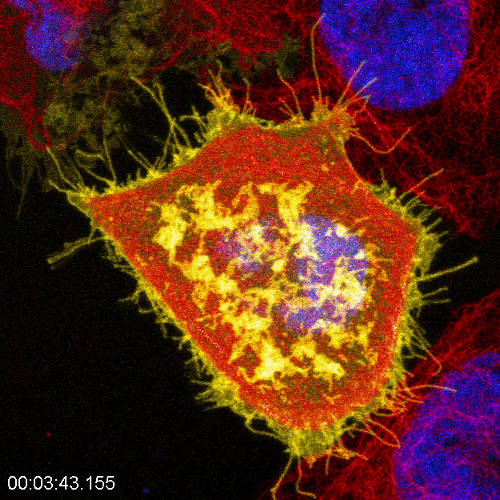 Obrázek interpretuje rychlost systému a použití pro Life Cells imaging.