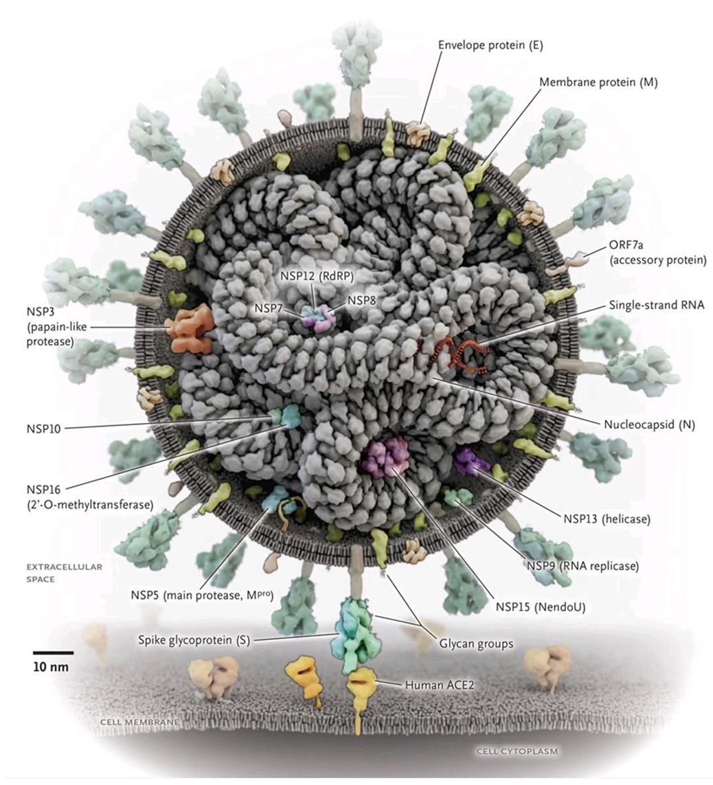 Skladba SARS-CoV-2 vírusu spolu s proteínovými štruktúrami